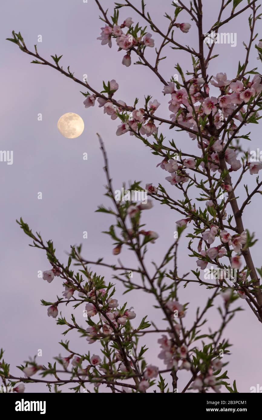 Alberi di mandorle in fiore, fiori di mandorla, alberi di mandorle in fiore, Prunus dulcis, con luna in Andalusia, Spagna nel mese di febbraio Foto Stock