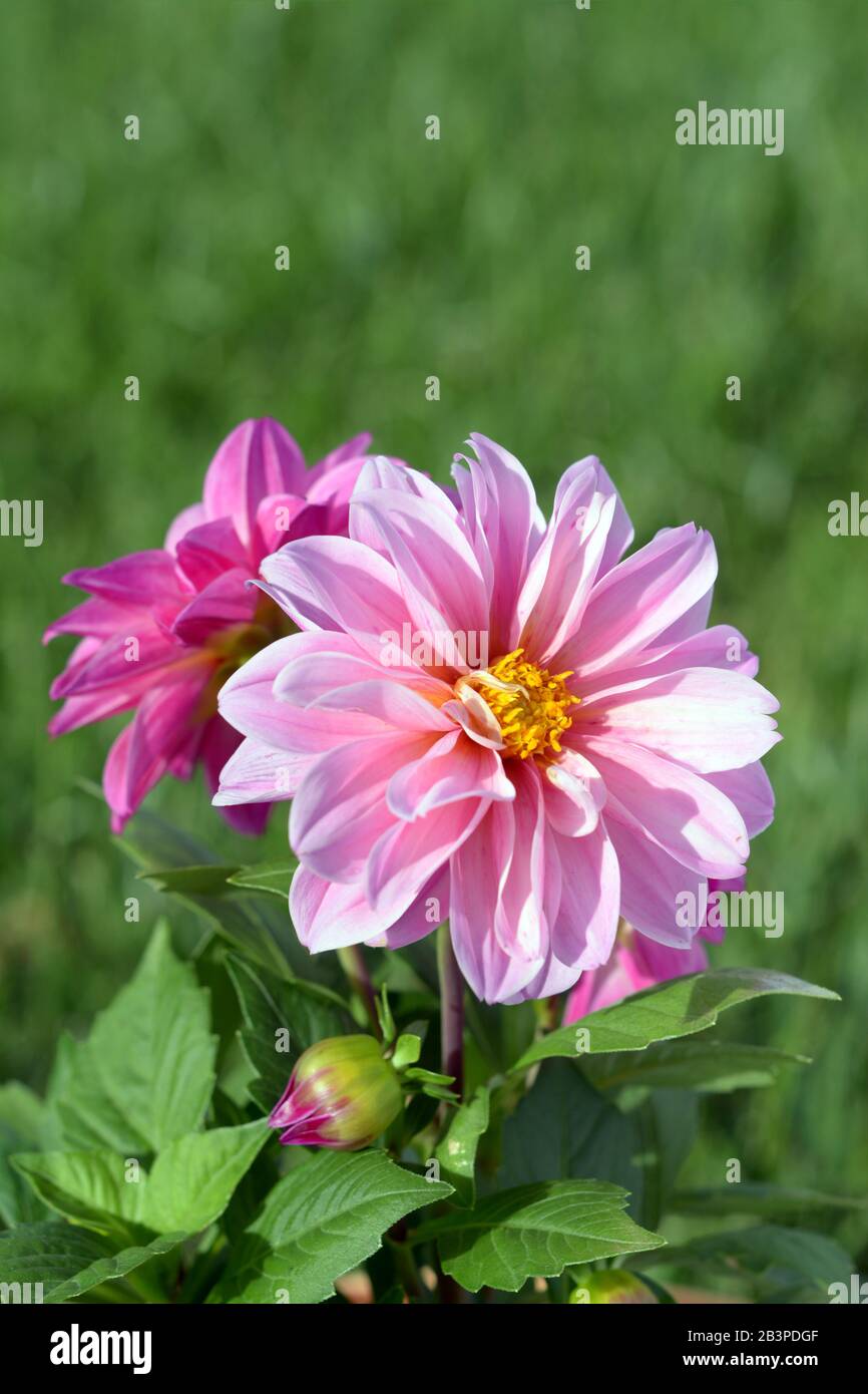 Tre fiori di dahlia in fiore in giardino di giorno Foto Stock