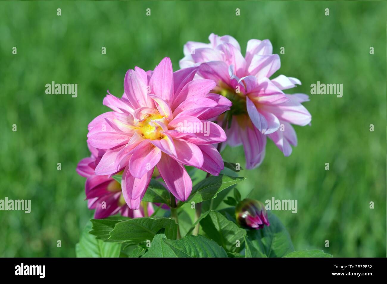 Tre fiori di dahlia in fiore in giardino di giorno Foto Stock