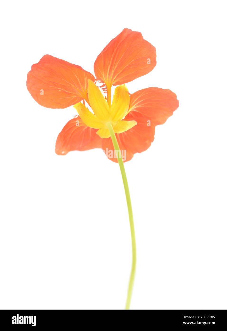 Bellissimo fiore nasturtium isolati su sfondo bianco Foto Stock