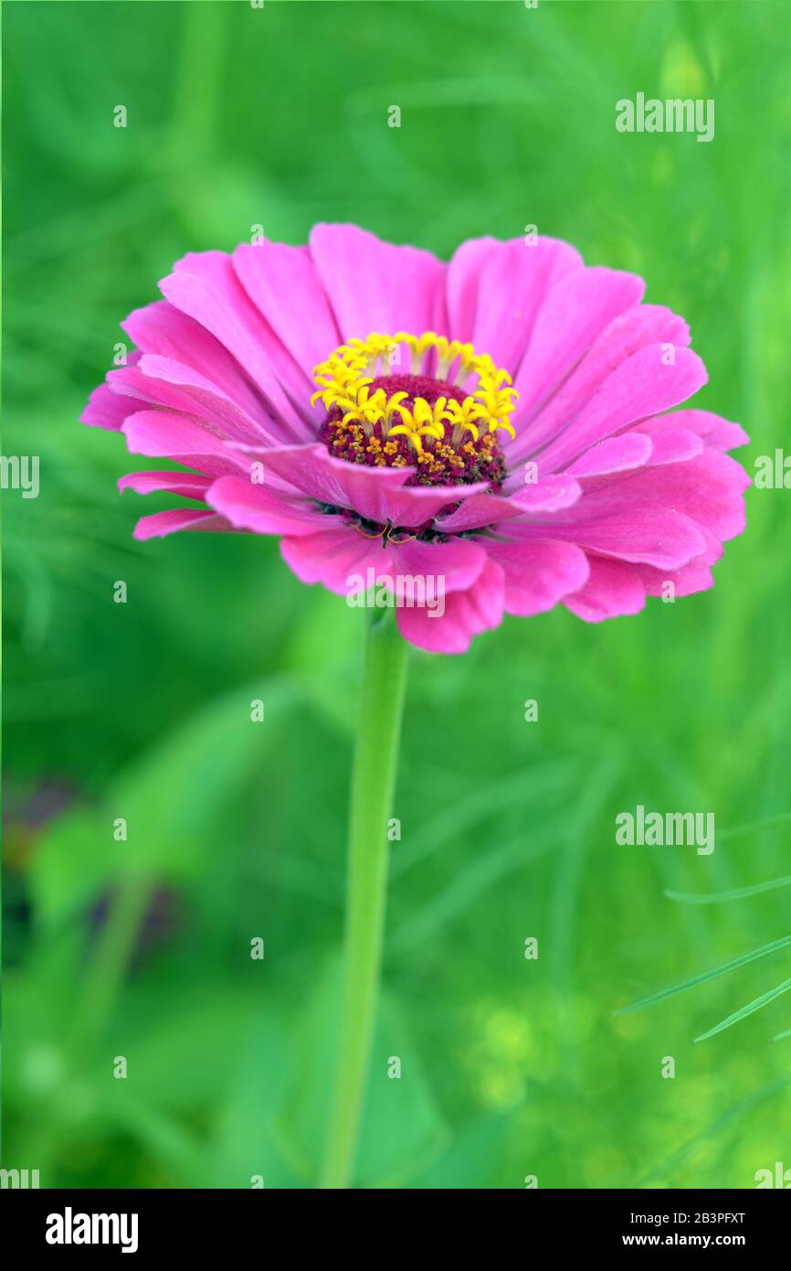 Rosa Zinnia fiore fioritura in giardino in giorno Foto Stock