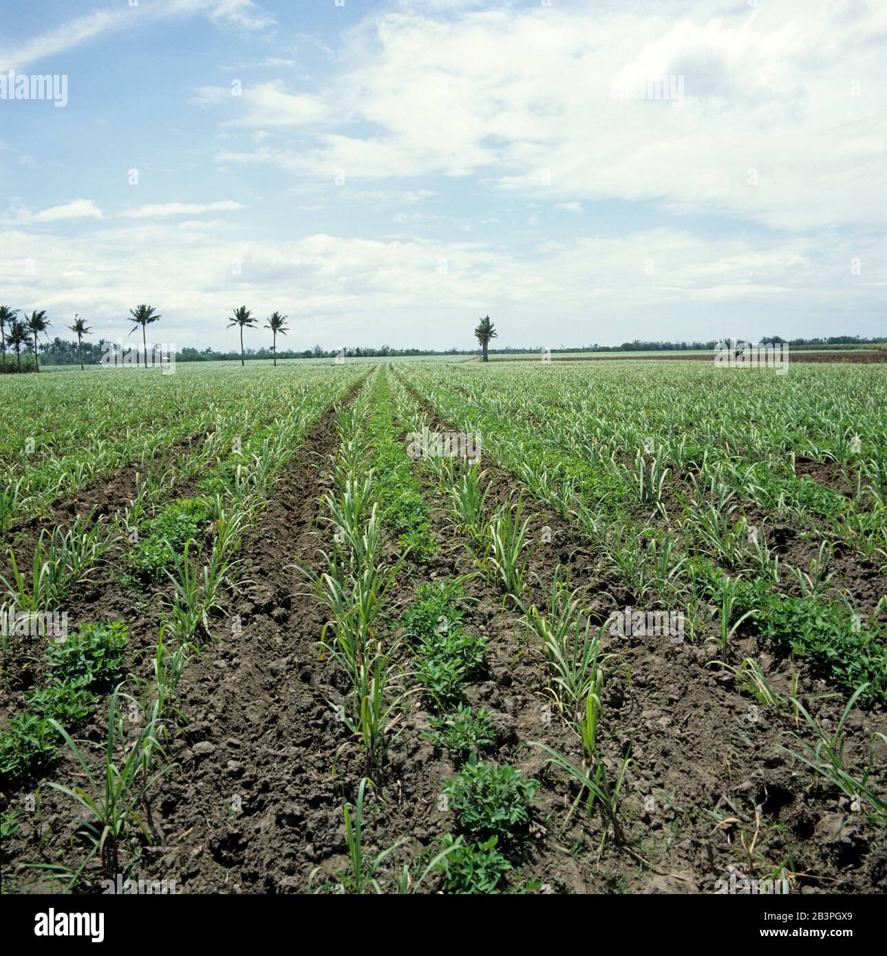 Interrow Cropping con file di giovani canna da zucchero (Saccharum officinarum) & arachidi (Arachis hypogea), Negros, Filippine, febbraio Foto Stock