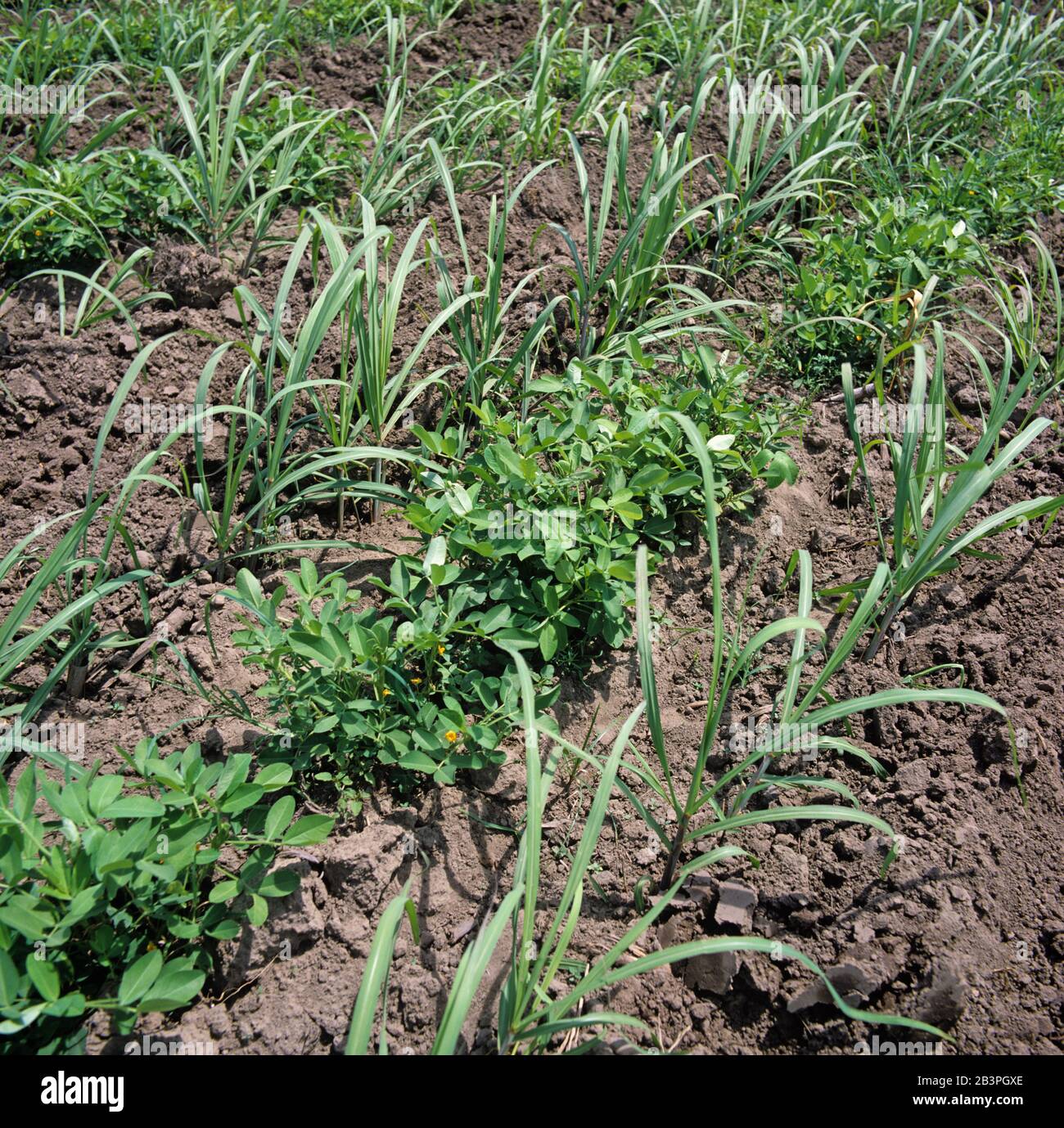 Interrow Cropping con file di giovani canna da zucchero (Saccharum officinarum) & arachidi (Arachis hypogea), Negros, Filippine, febbraio Foto Stock
