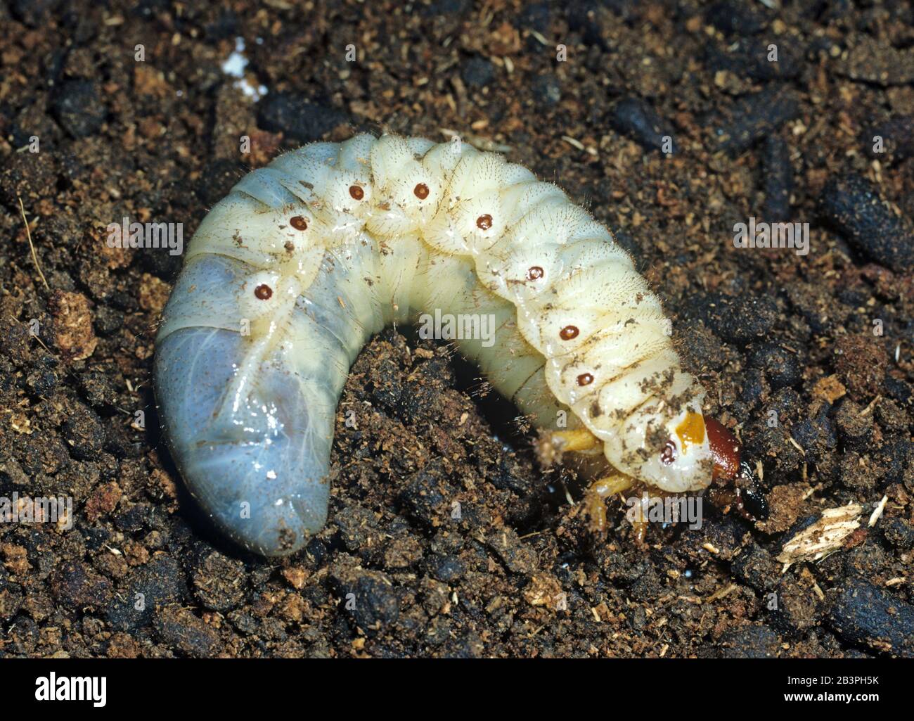Rhinocerus Beetle (rinoceronte di Oryctes) larva, grob bianco, un parassita serio delle piantagioni di cocco, Minanao, Filippine Foto Stock