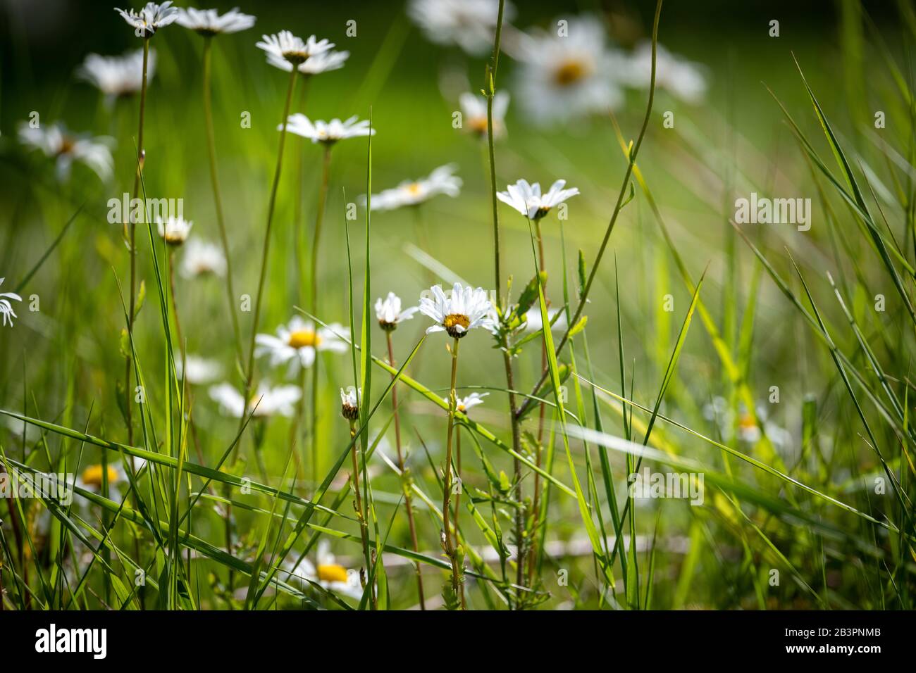 Leucanthemum vulgare, comunemente noto come daisy bue-eye, daisy oxeye, daisy cane e altri nomi comuni sparati in estate su uno sfondo sfocato Foto Stock