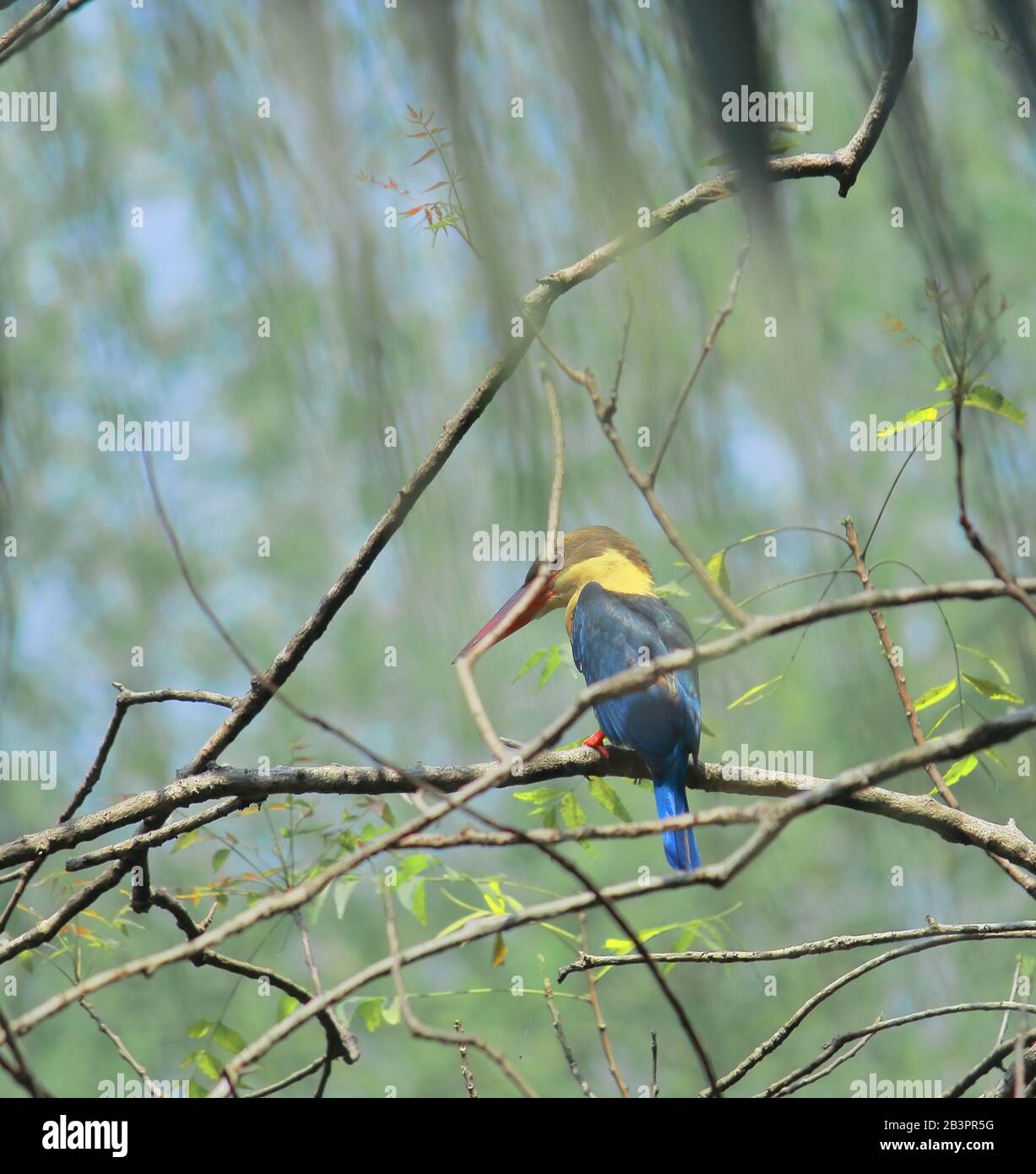 cicogna fatturata kingfisher (pelargopsis capensis) su un ramo, sundarbans delta regione del bengala occidentale in india Foto Stock