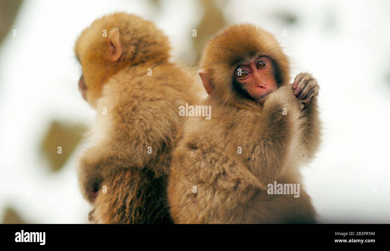 Una scimmia macaque giapponese carino bambino Foto Stock