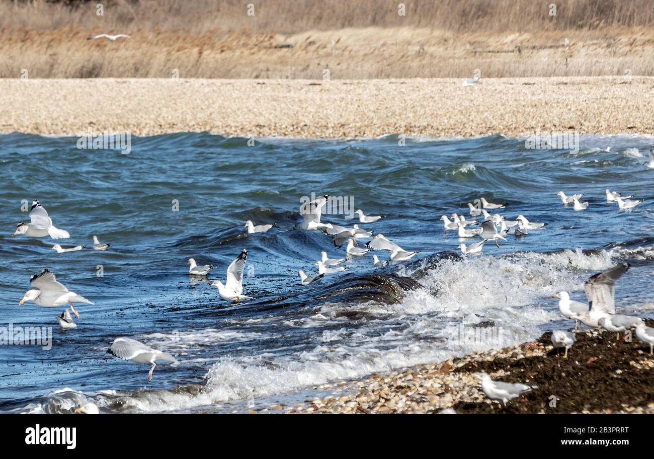 Gabbiani nel surf a Long Beach, Sag Harbor, NY Foto Stock