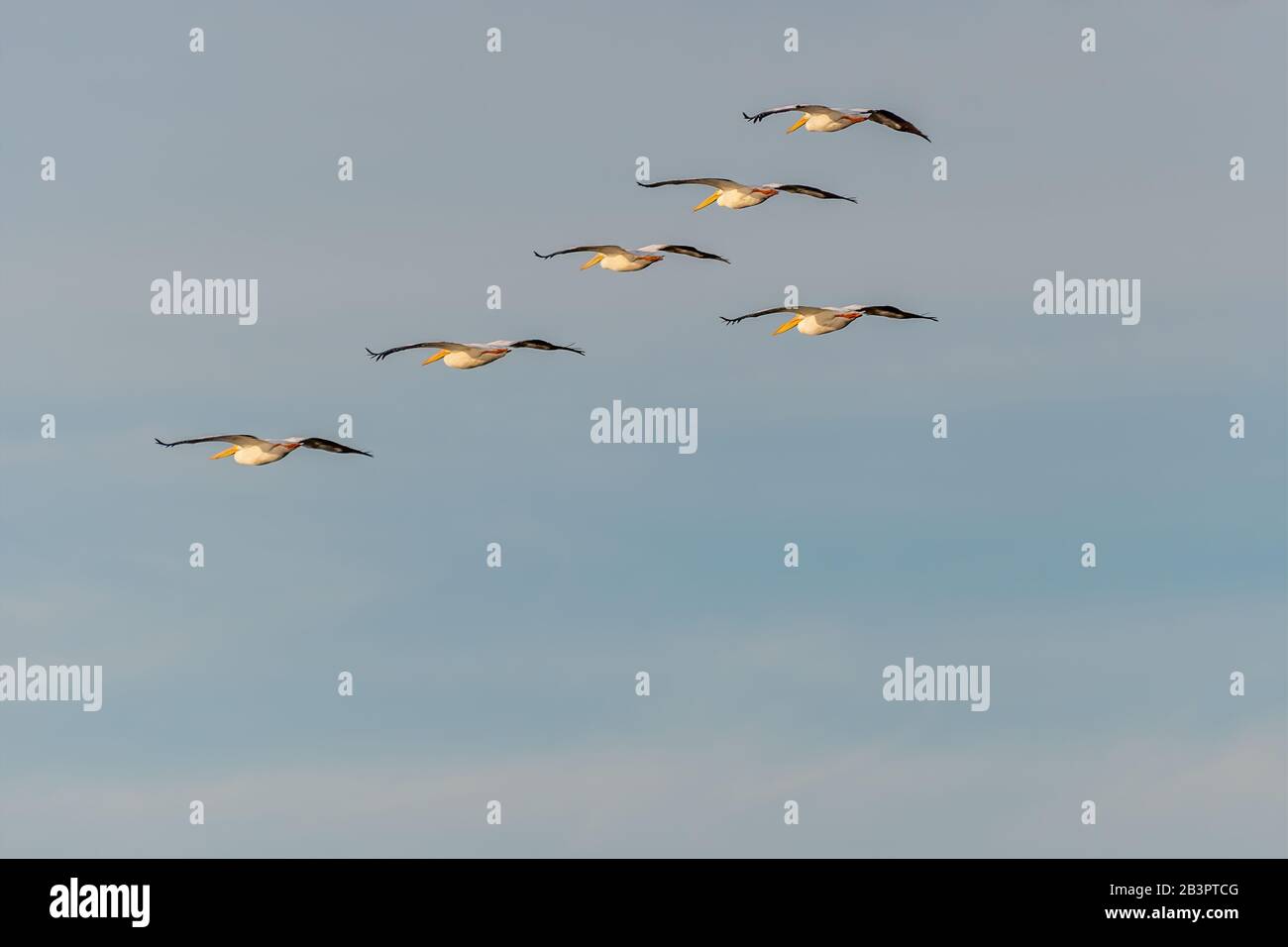 Un gregge di Pellicani bianchi americani (Pelecanus erythrorhynchos) in volo contro un cielo nuvoloso in Florida, Stati Uniti. Foto Stock