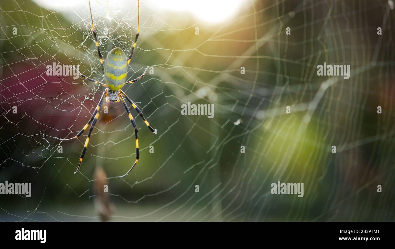 Joro spider in Giappone (Trichonephila clavata) Foto Stock