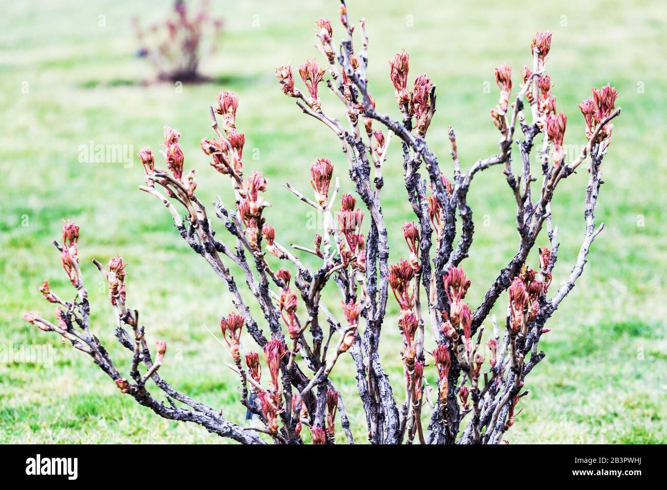 Paeonia x suffruticosa. Ramo di peonia degli alberi, nuove foglie fresche sui rami, arbusto peonie all'inizio della primavera marzo Foto Stock