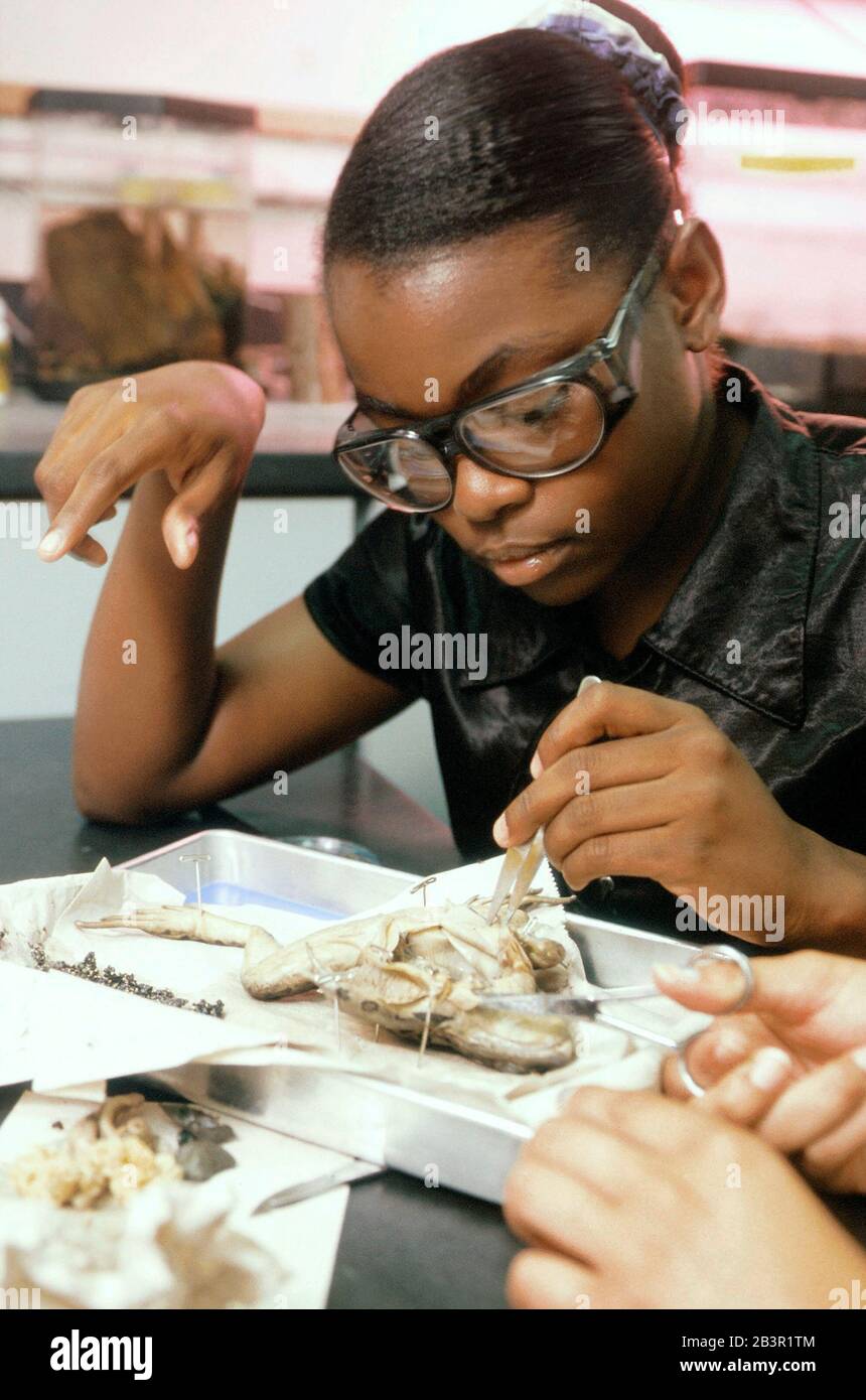Austin, Texas USA, circa 2000: Gli studenti in biologia avanzata di 8° grado alla Kealing Middle School si alleano per una dissezione di rana in classe. ©Bob Daemmrich Foto Stock