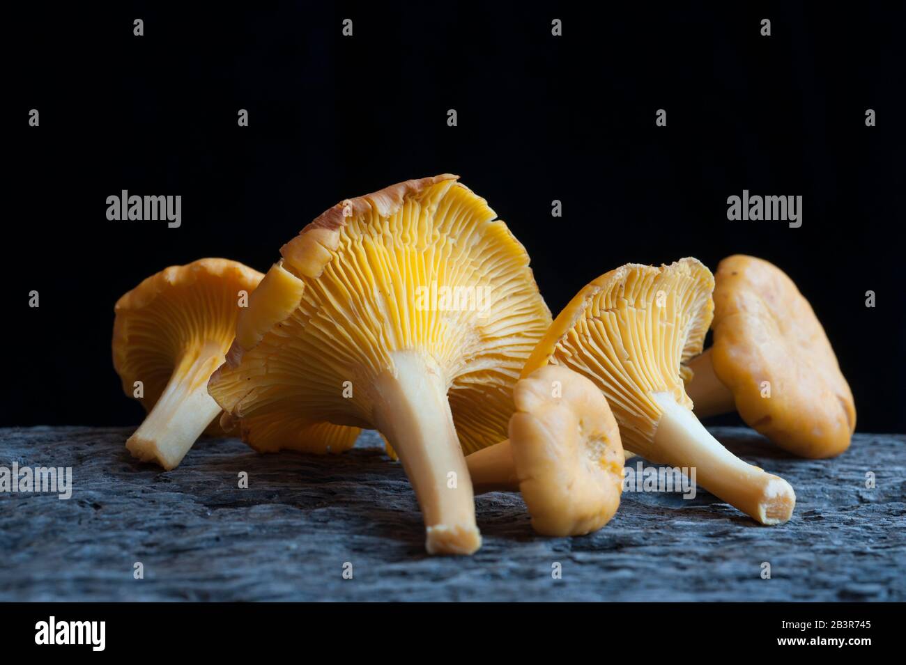 Funghi di Chanterelle su legno stagionato Foto Stock