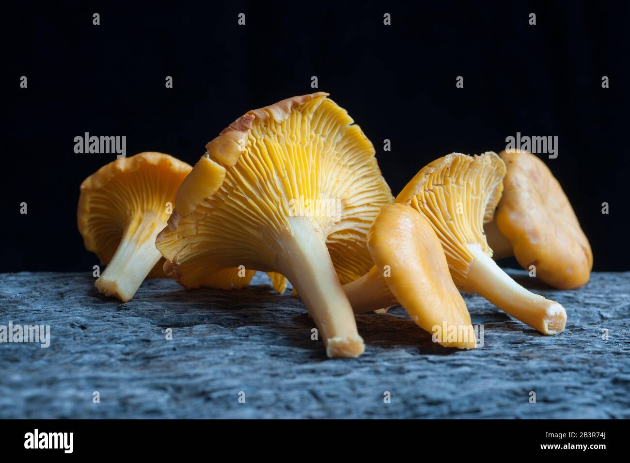Funghi di Chanterelle su legno stagionato Foto Stock