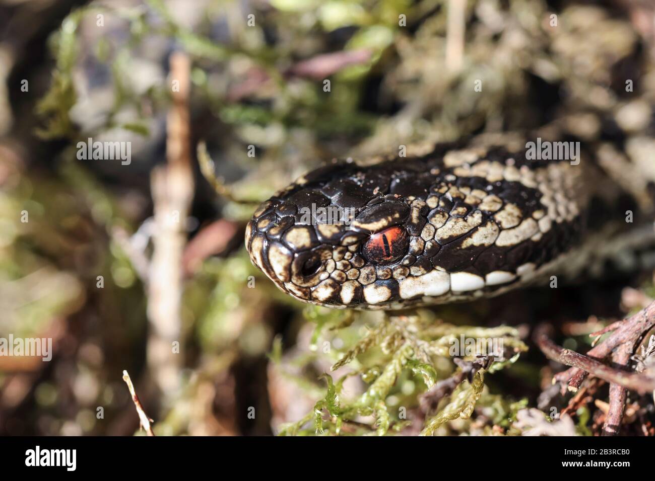 Teesdale, County Durham, Regno Unito. 5th marzo 2020. Meteo Regno Unito. La primavera è in aria poiché il clima più caldo ha portato l’unico serpente velenoso della Gran Bretagna, Il Più Triste, fuori dal letargo (Brumation) questo pomeriggio nel Nord Pennines. Le sommatori sono una specie protetta e, nonostante siano velenose, non moriranno a meno che non siano provocate e, in genere, eviteranno il contatto con gli esseri umani se possibile. Credit: David Forster/Alamy Live News Foto Stock