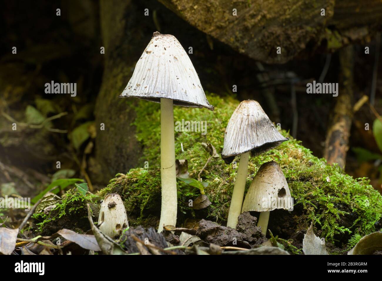 Comuni funghi Inkcap (Coprinopsis atramentaria). Foto Stock