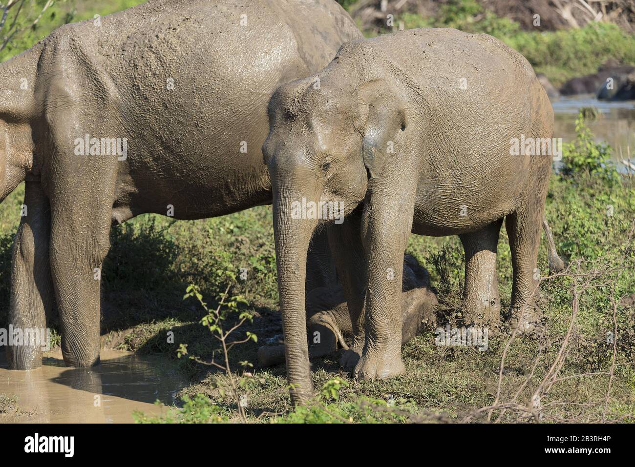 Udawalawe, Sri Lanka: Parco nazionale elefanti asiatici molti riabilitati dal santuario. Foto Stock