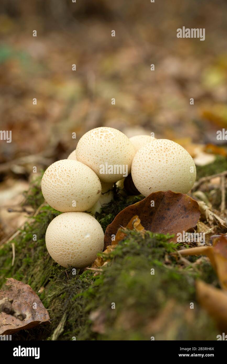 Moncone Puffball (Lycopersidon pirforme) funghi che crescono su legno morto in lettiera. Noto anche come Puffball a forma di orecchio. Foto Stock