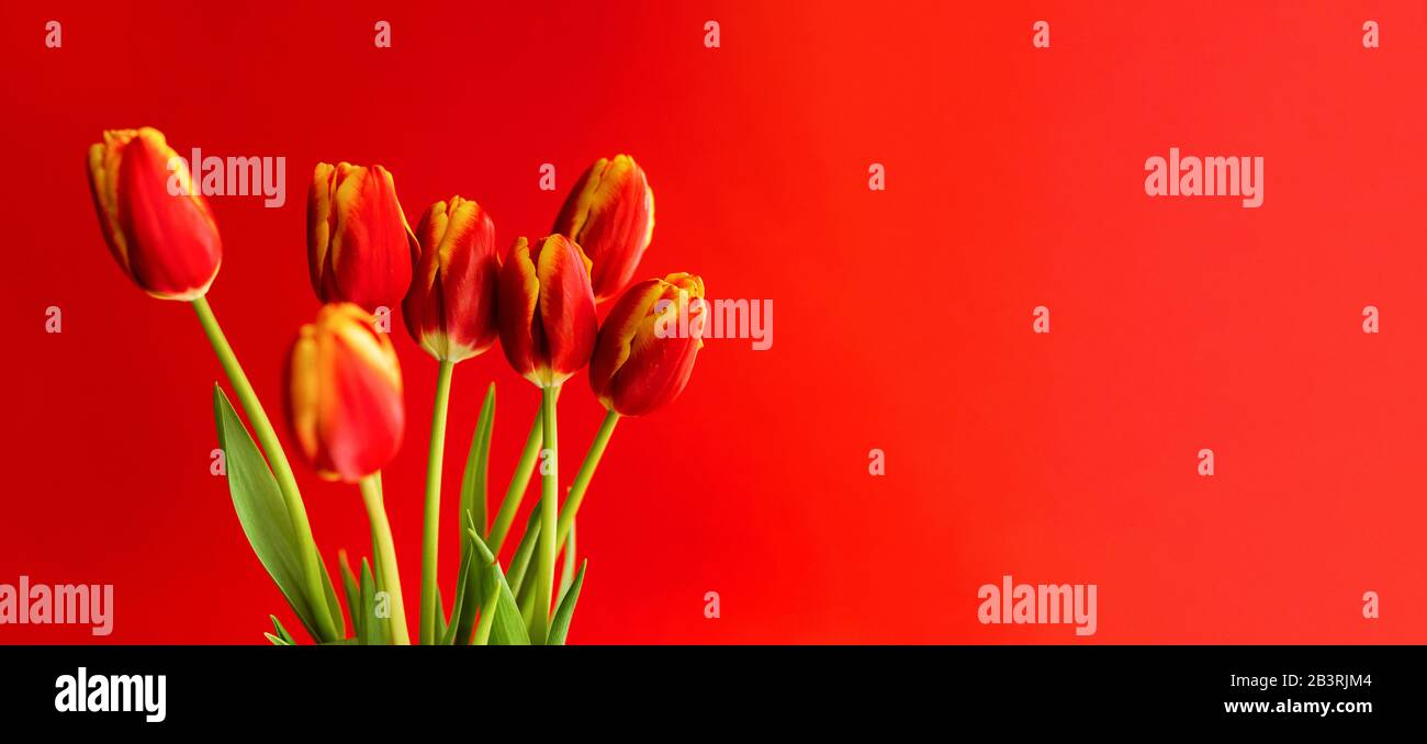 Banner con bouquet di tulipani rossi su sfondo rosso. Piatto lay con fiori, vista dall'alto con copyspace. Giornata Internazionale della Donna, concetto della Festa della Madre. San Valentino, sfondo primavera. Floreale mock up Foto Stock