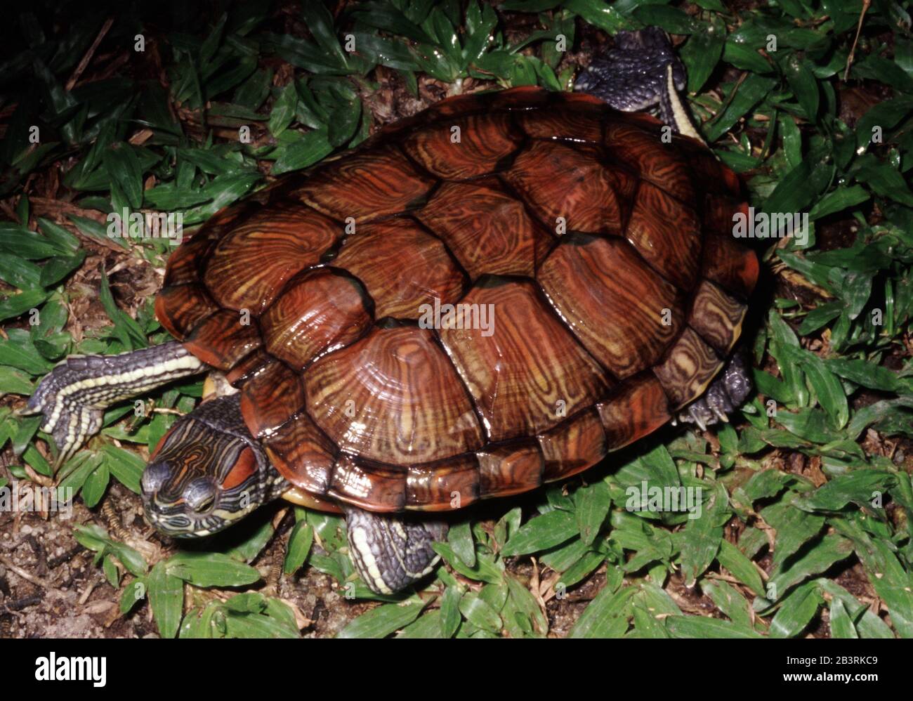 Cursore rosso-rosso, Trachemys (Pseudemys) scripta elegans Foto Stock