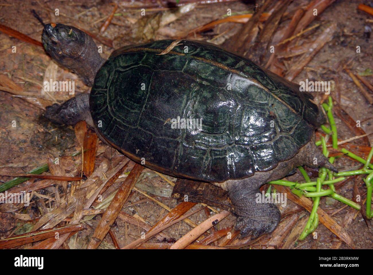 Palude nera o tartaruga siamese tempio, Siebenrockiella crassicollo Foto Stock