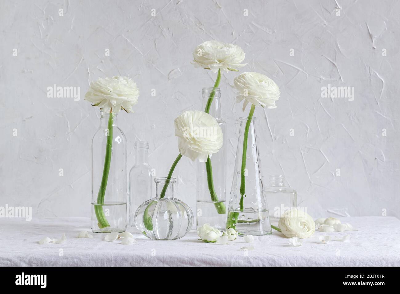 Composizione floreale luminosa e ariosa. Fiori bianchi ranunculus in vasi  di vetro di diverse dimensioni su sfondo bianco Foto stock - Alamy