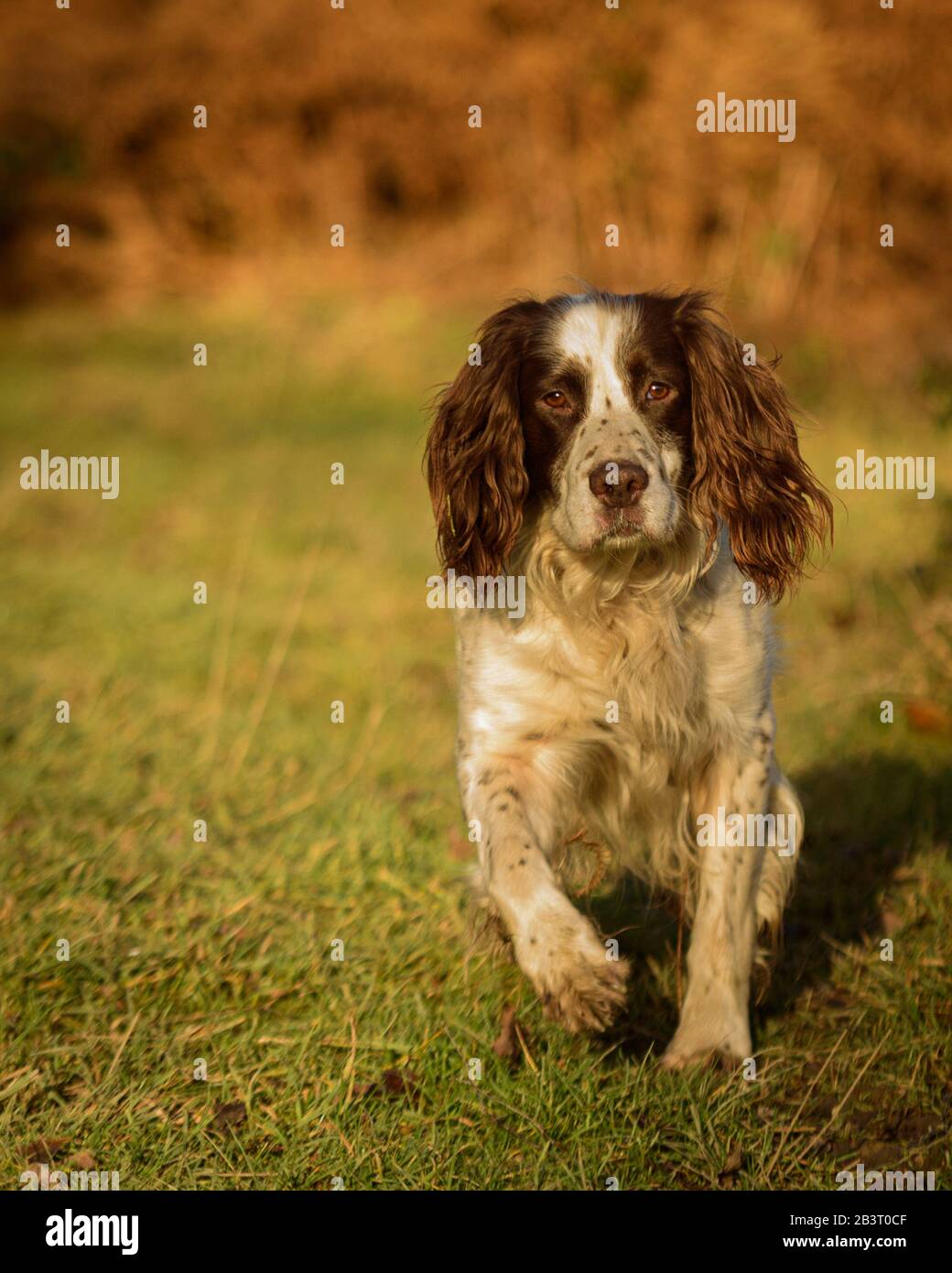 Inglese springer spaniel cane camminare verso la macchina fotografica, bagnato in una luce dorata all'alba. Foto Stock