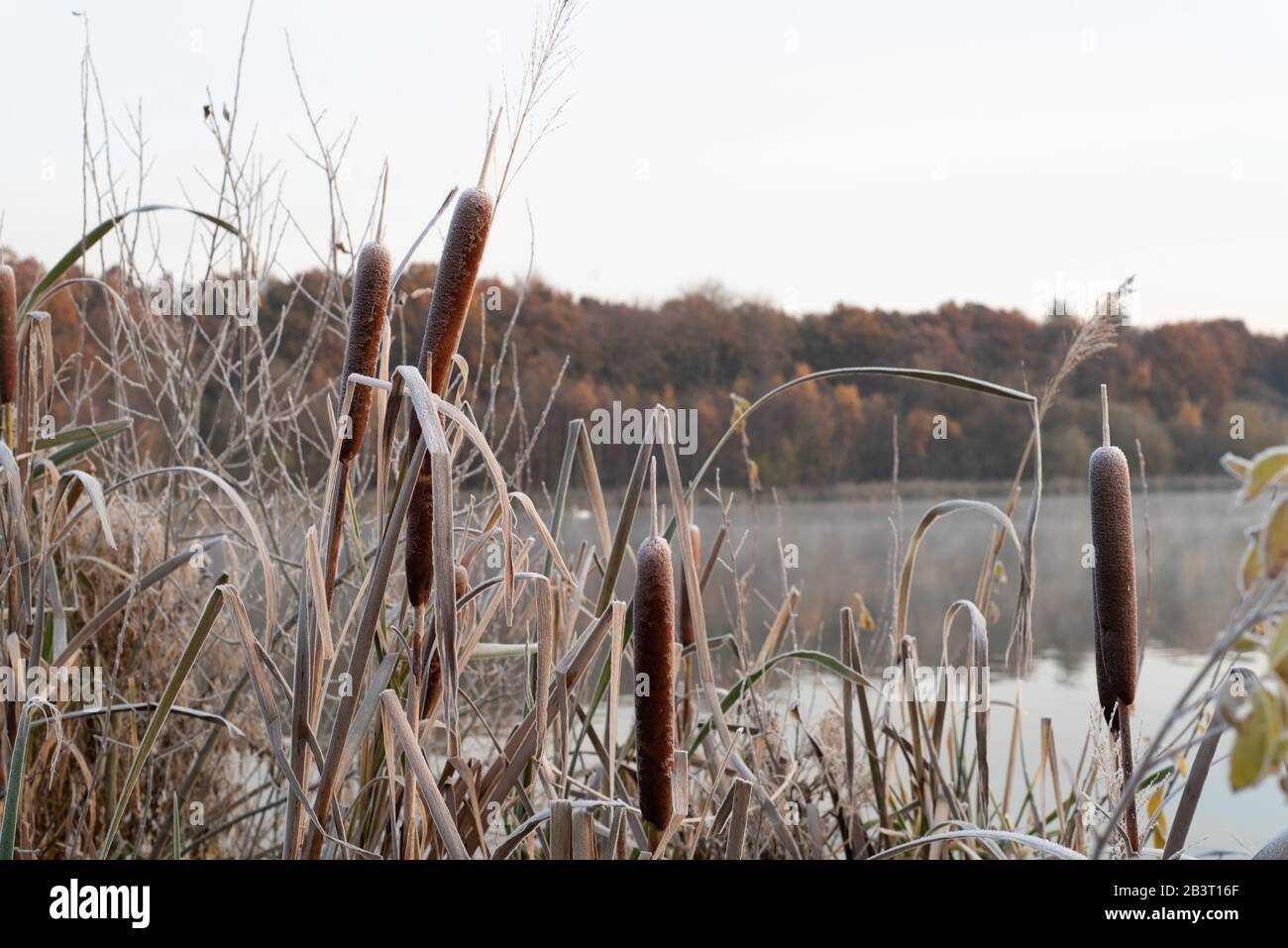 Torce in una mattina fredda invernale con una calda luce solare, con un lago e un bosco dietro. Foto Stock