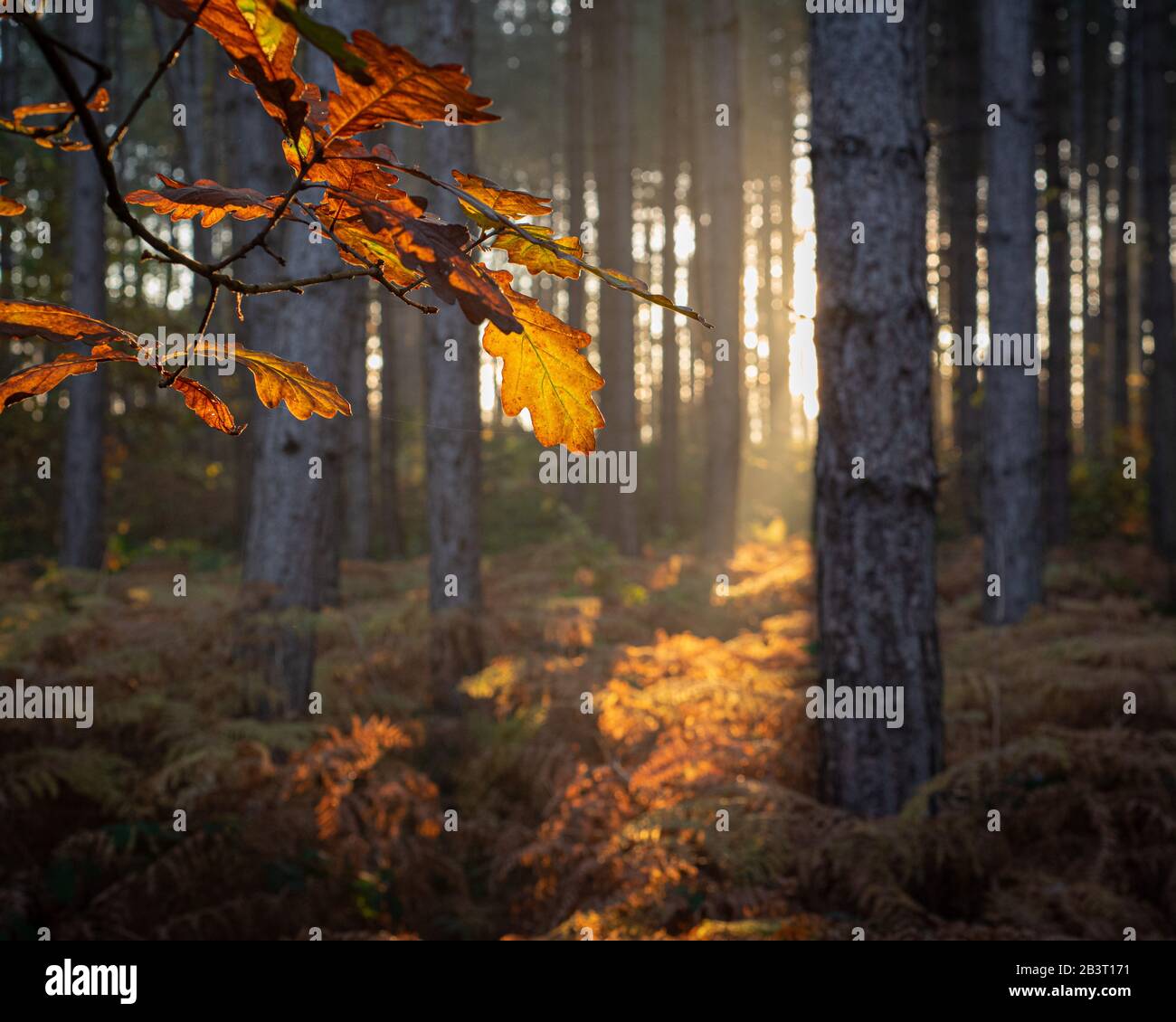 La quercia dorata lascia retroilluminata dal sole di autunno del mattino in un bosco caducido nello Yorkshire England Foto Stock