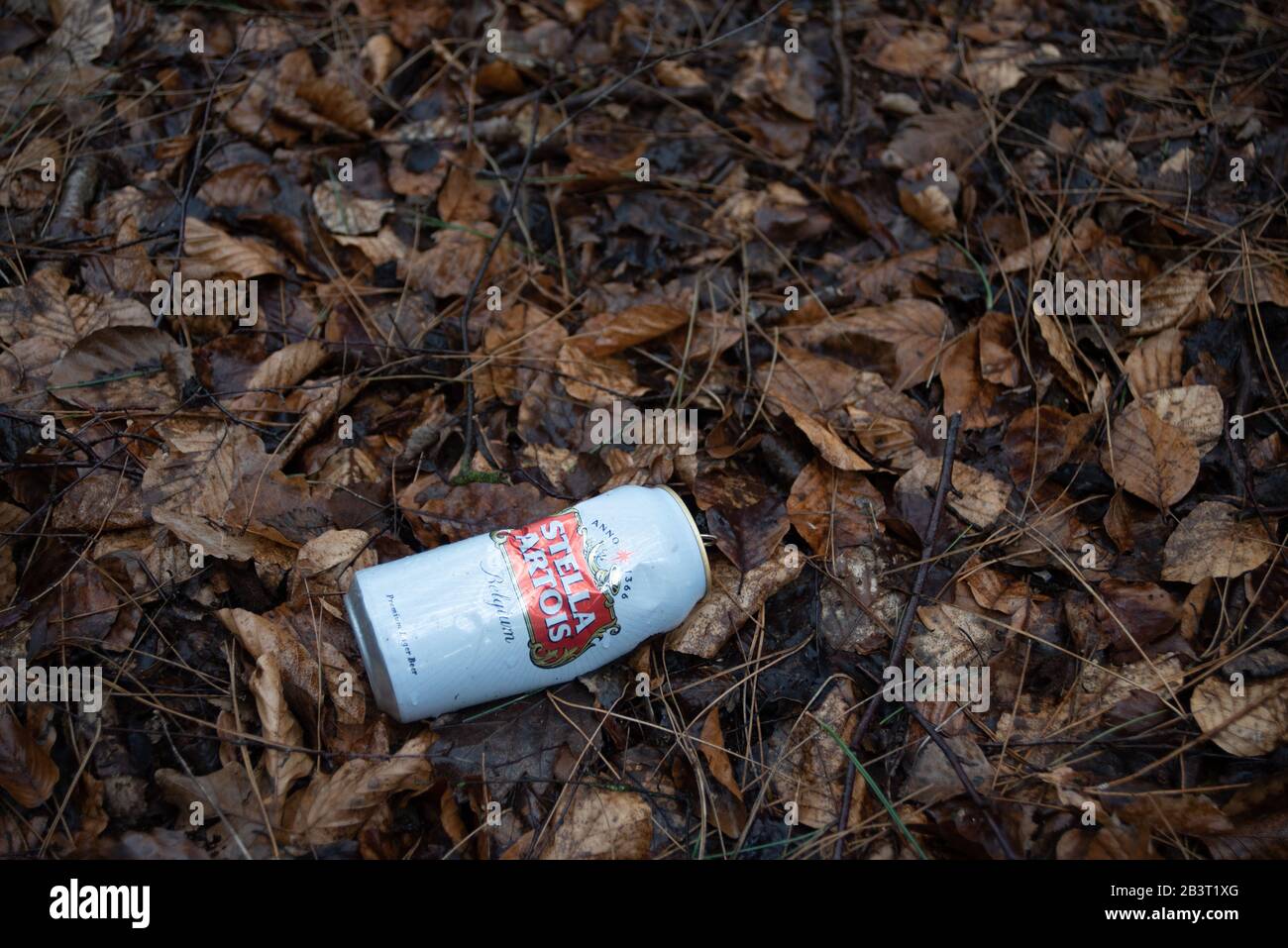 Stell Artois Beer può essere scartato su un pavimento boschivo ricoperto di foglie. Foto Stock