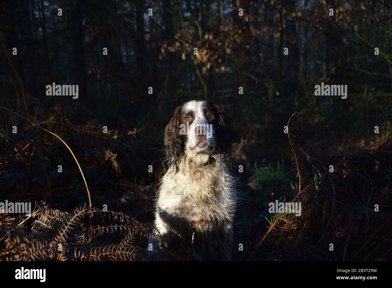 Springer Spaniel Gun cane in attesa di direzione in un bosco illuminato dal sole. Foto Stock