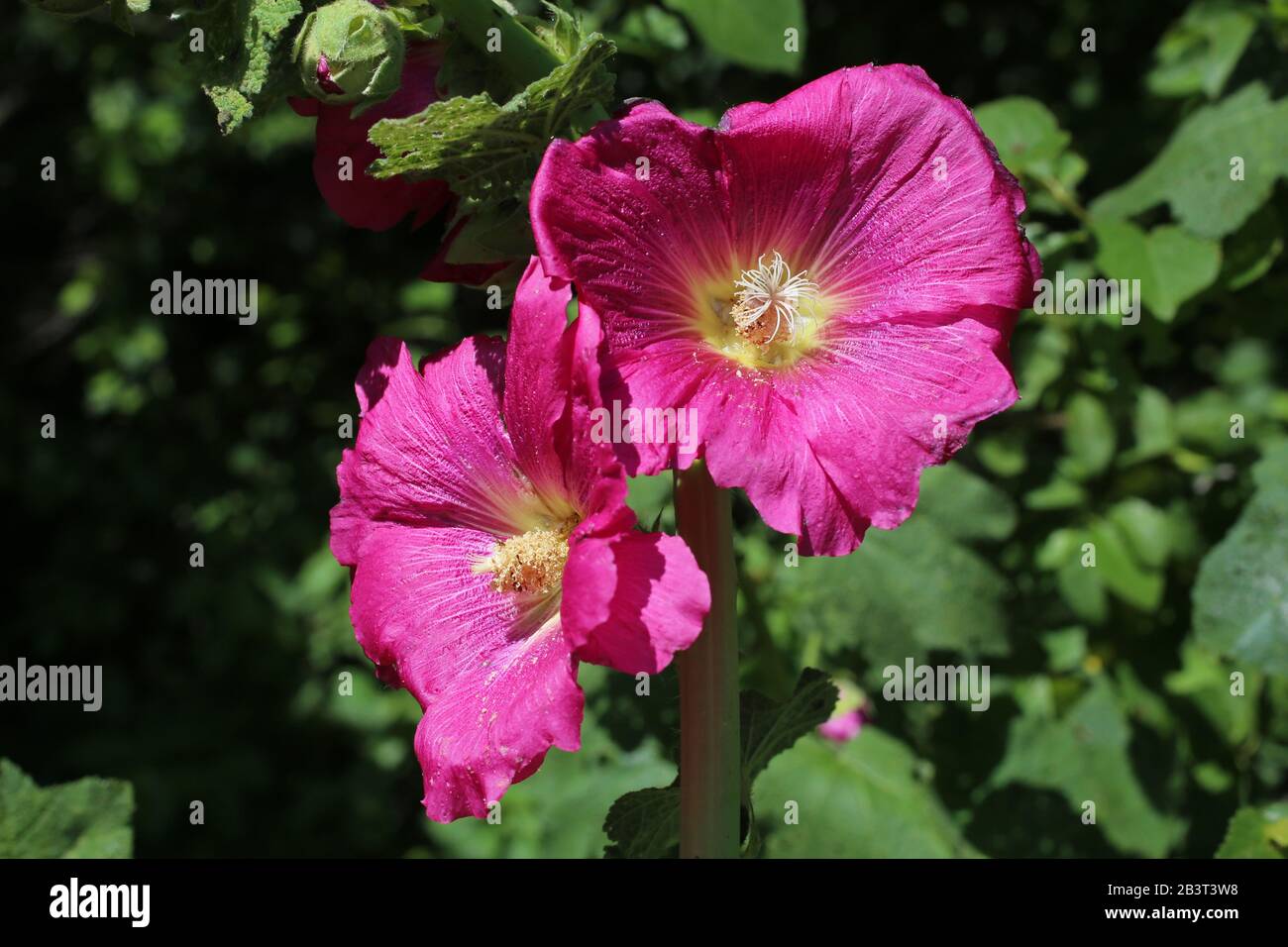 Alcea rosea - pianta selvaggia sparata in estate. Foto Stock