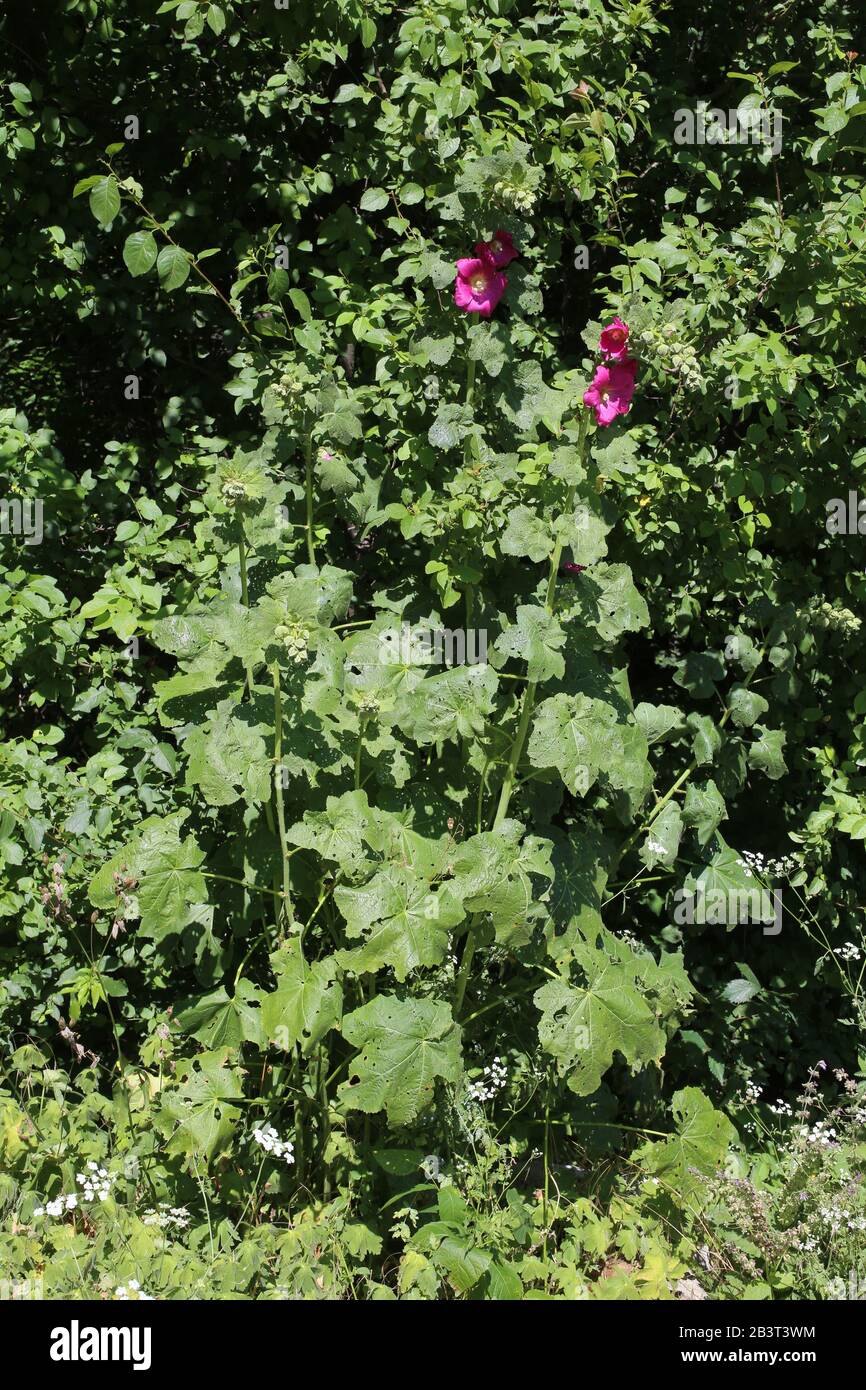 Alcea rosea - pianta selvaggia sparata in estate. Foto Stock