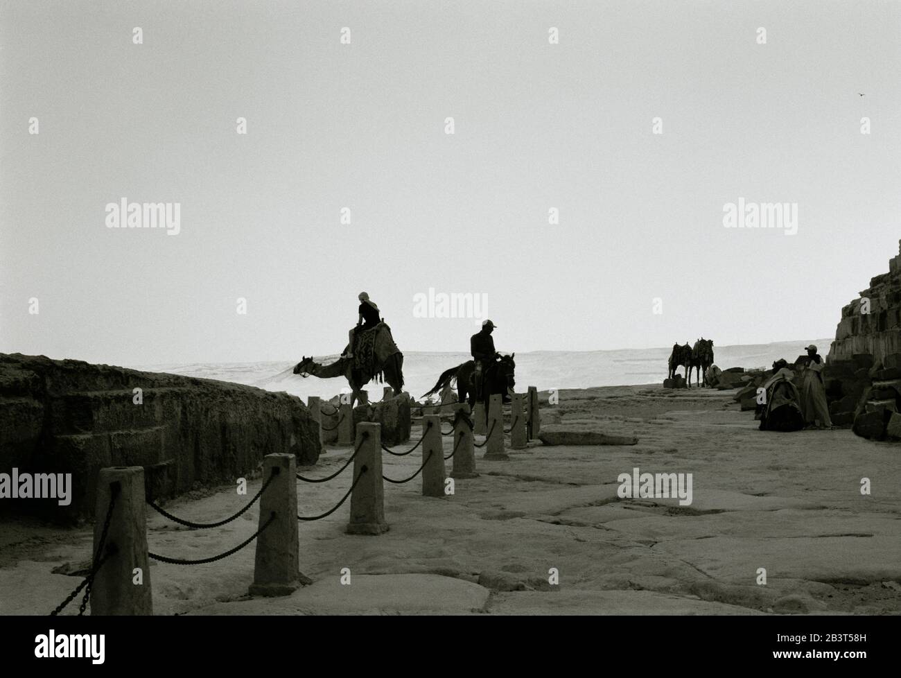 Travel Photography - cammelli per i turisti alle piramidi di Giza Cairo Egitto in Nord Africa Medio Oriente - Serenity Night Stillness Ethereal Foto Stock