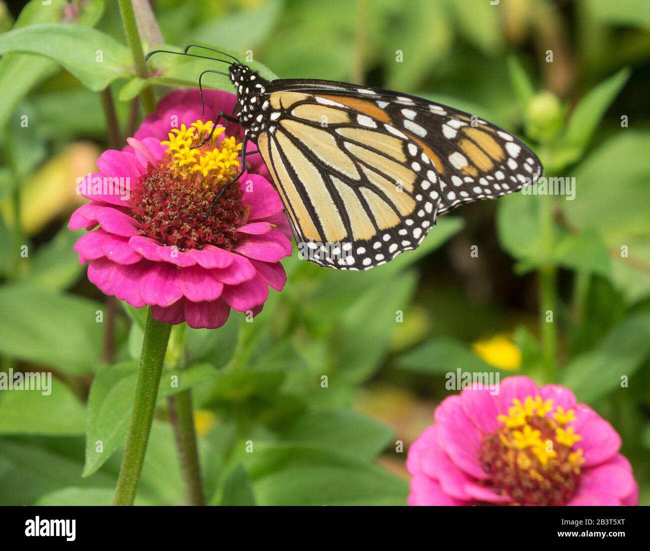 Farfalla monarca Foto Stock