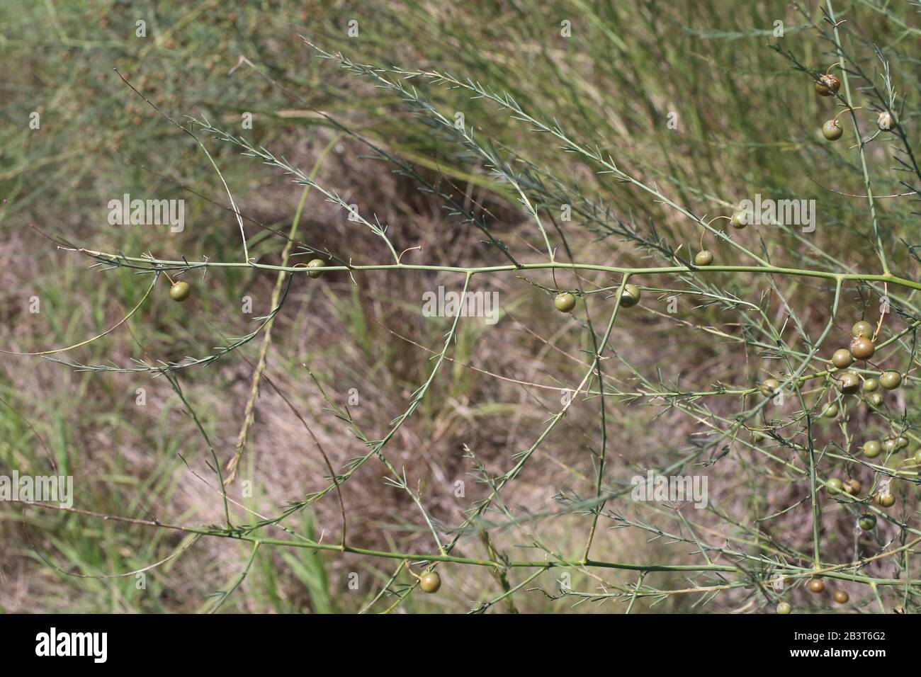 Asparagi officinalis - pianta selvatica sparata in estate. Foto Stock