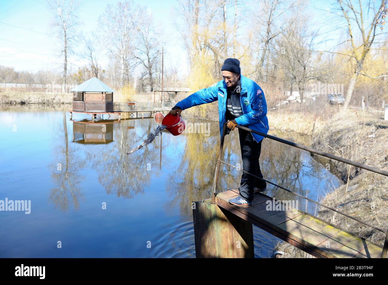 In un'attività di pesca: Lavoratore che alimenta storioni adulti che crescono in un bacino di hatchling. 29 Aprile 2019. Kiev, Ucraina Foto Stock