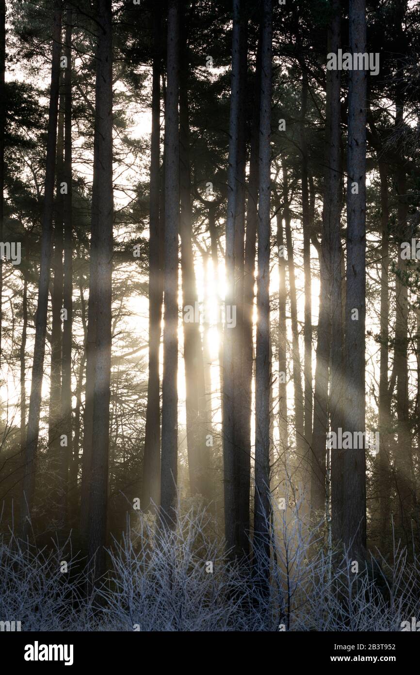 Travi di luce solare che si infrangono attraverso la nebbia nel bosco di pini scozzesi, Newtown Common, Burghclere, Hampshire, Inghilterra, Regno Unito, Europa Foto Stock