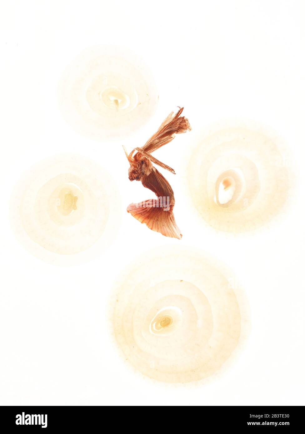 Primo piano anelli cipolla ingrediente alimentare ritratto fotografia su sfondo bianco Foto Stock