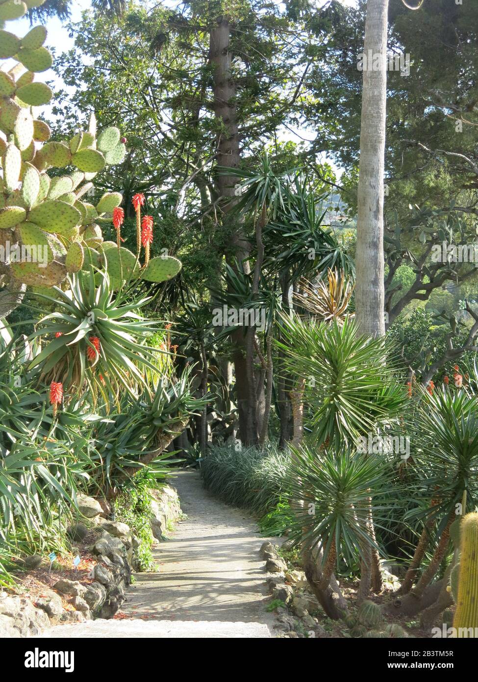Un percorso tortuoso lungo la piantagione di cactus e succulenti, si intreccia attraverso il giardino Esotico alla Villa Efrussi de Rothschild, Cap Ferrat, Nizza Foto Stock