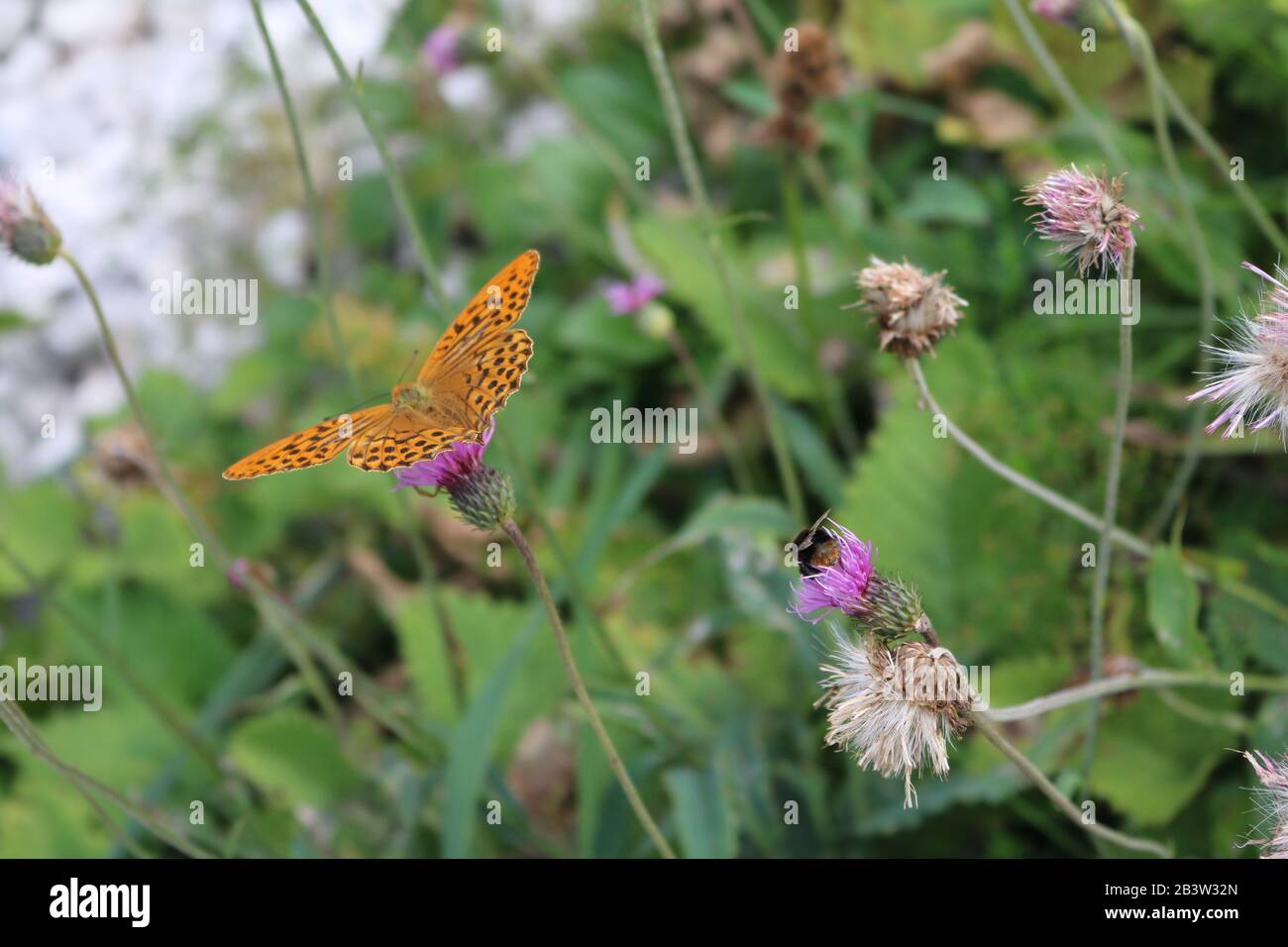 Una farfalla di montagna nel parco nazionale del Triglav in Slovenia Foto Stock