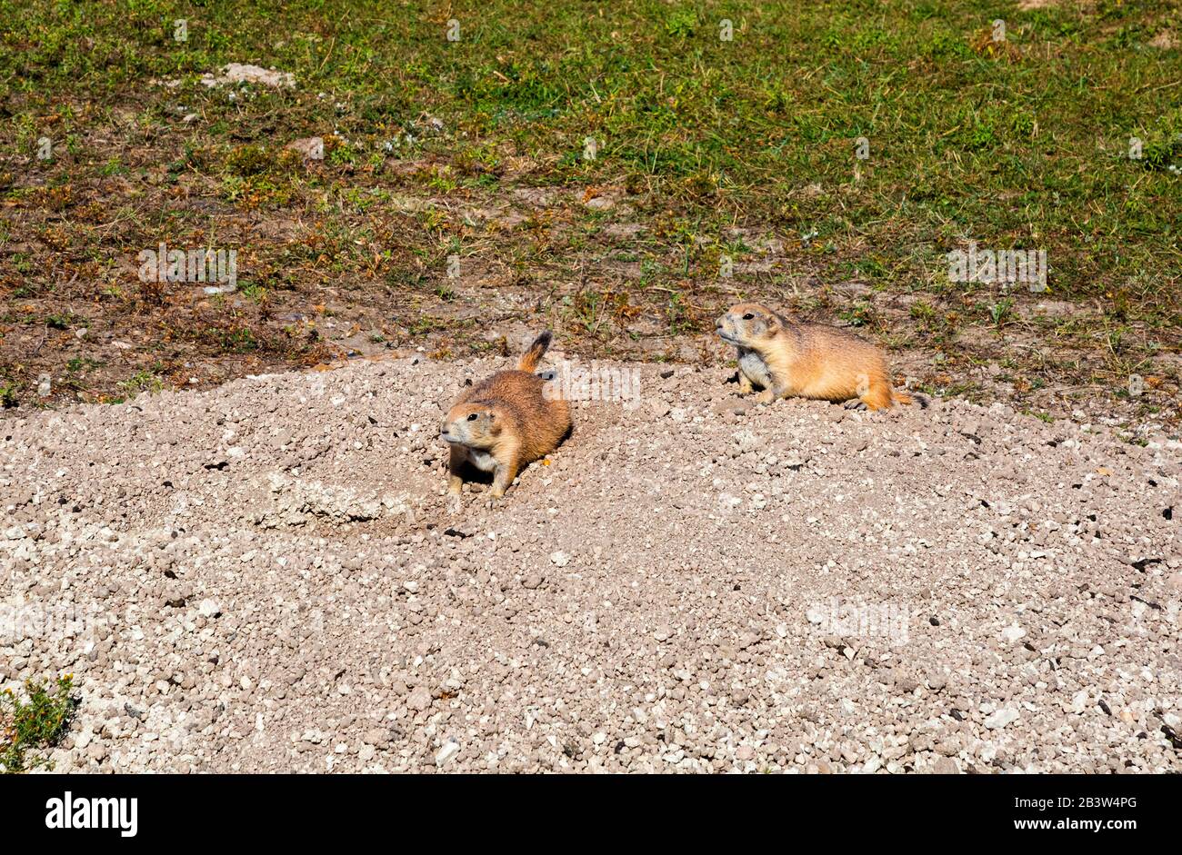 SD00292-00....SOUTH DAKOTA - cani di prateria seduti su un tumulo in una prateria chiamata Roberts Prairie Dog Town situata sulla Sage Creek Road a Badlands Na Foto Stock