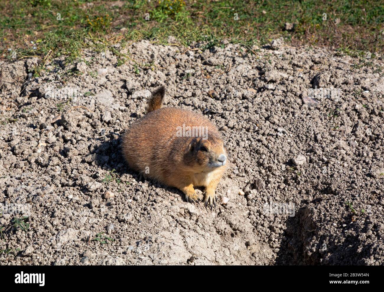 SD00294-00....SOUTH DAKOTA - cane prateria seduto su un tumulo in una prateria chiamata Roberts Prairie Dog Town situato sulla Sage Creek Road a Badlands Nat Foto Stock