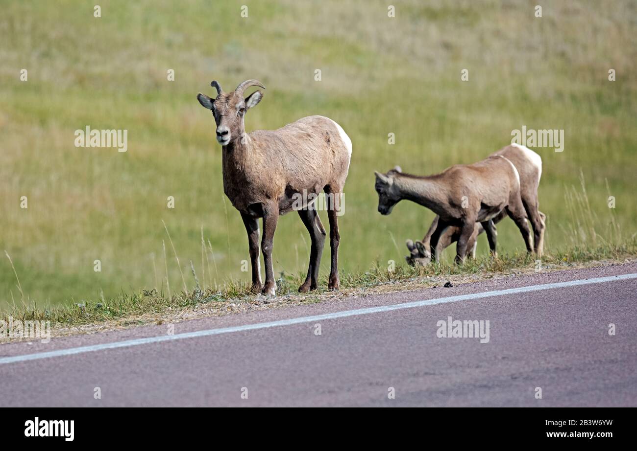 SD00305-00...SOUTH DAKOTA - Pecora Big Horn che attraversa la Badlands Loop Road nel Badlands National Park. Foto Stock