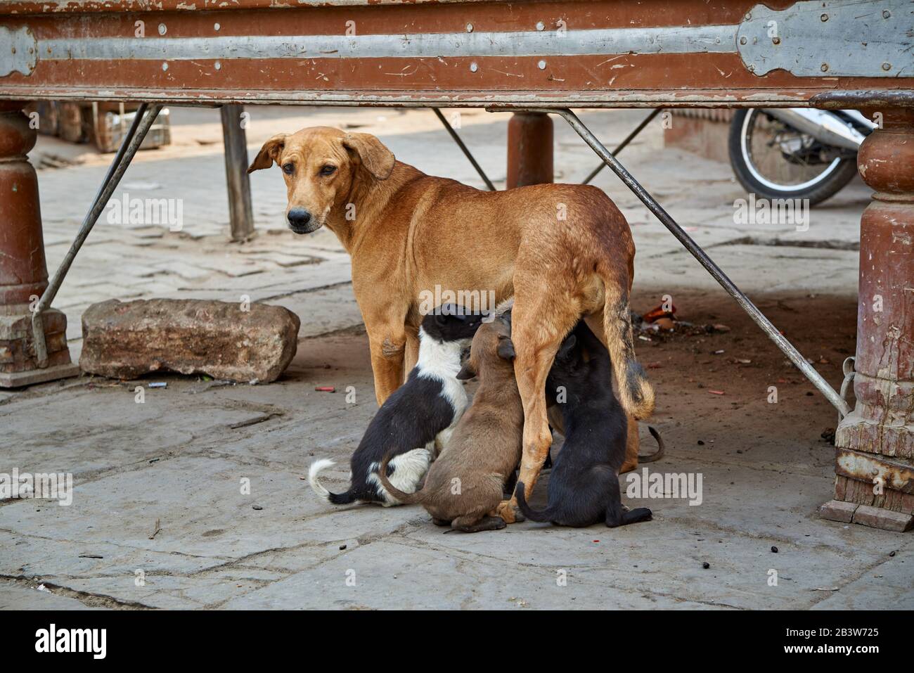 Cane con cuccioli nella strada di Bikaner, Rajasthan, India Foto Stock