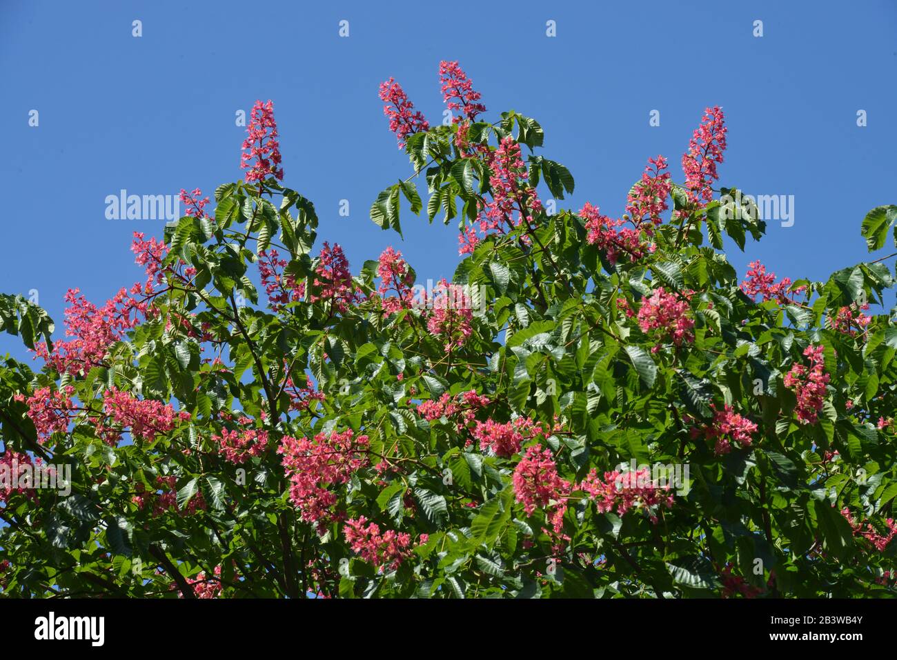 Rotbluehende, Roßkastanie, Edelkastanie Foto Stock