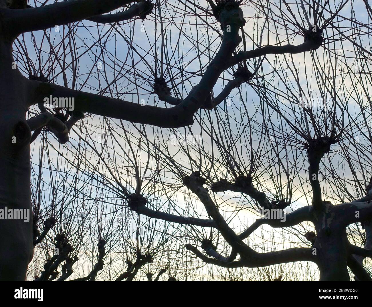 Alberi Platanus, Platanus × Hispanica Foto Stock