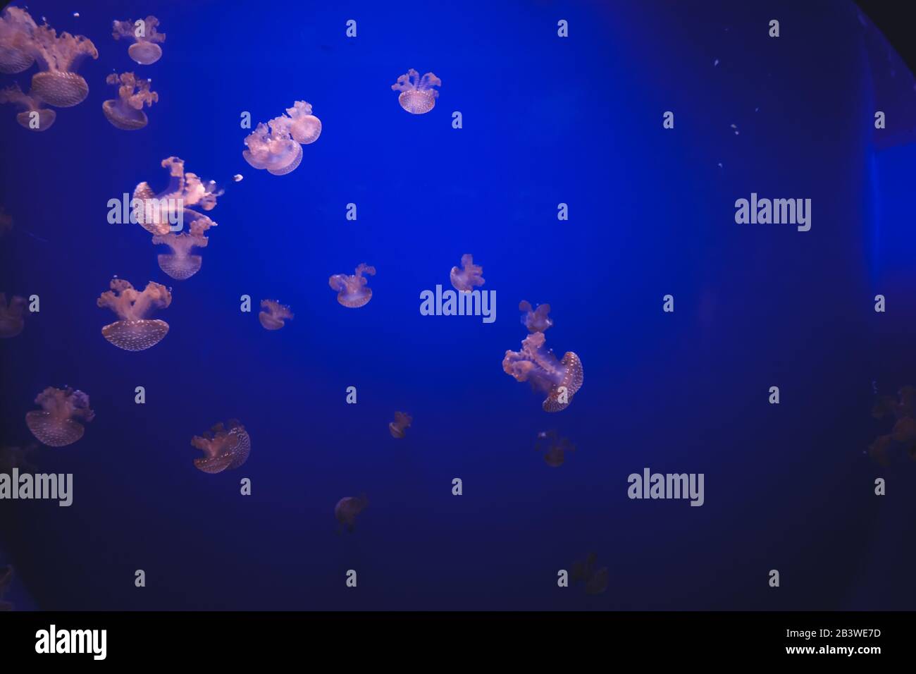 Meduse bianche (Phyllorhiza punctata), noto anche come medusa australiana Foto Stock