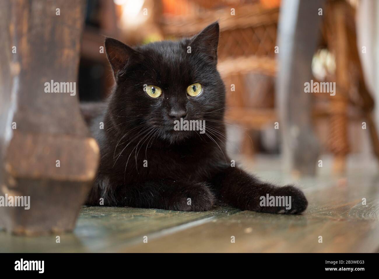 Giovane gatto bombay nero con occhi gialli che si trova sul pavimento all'interno della casa. Foto Stock