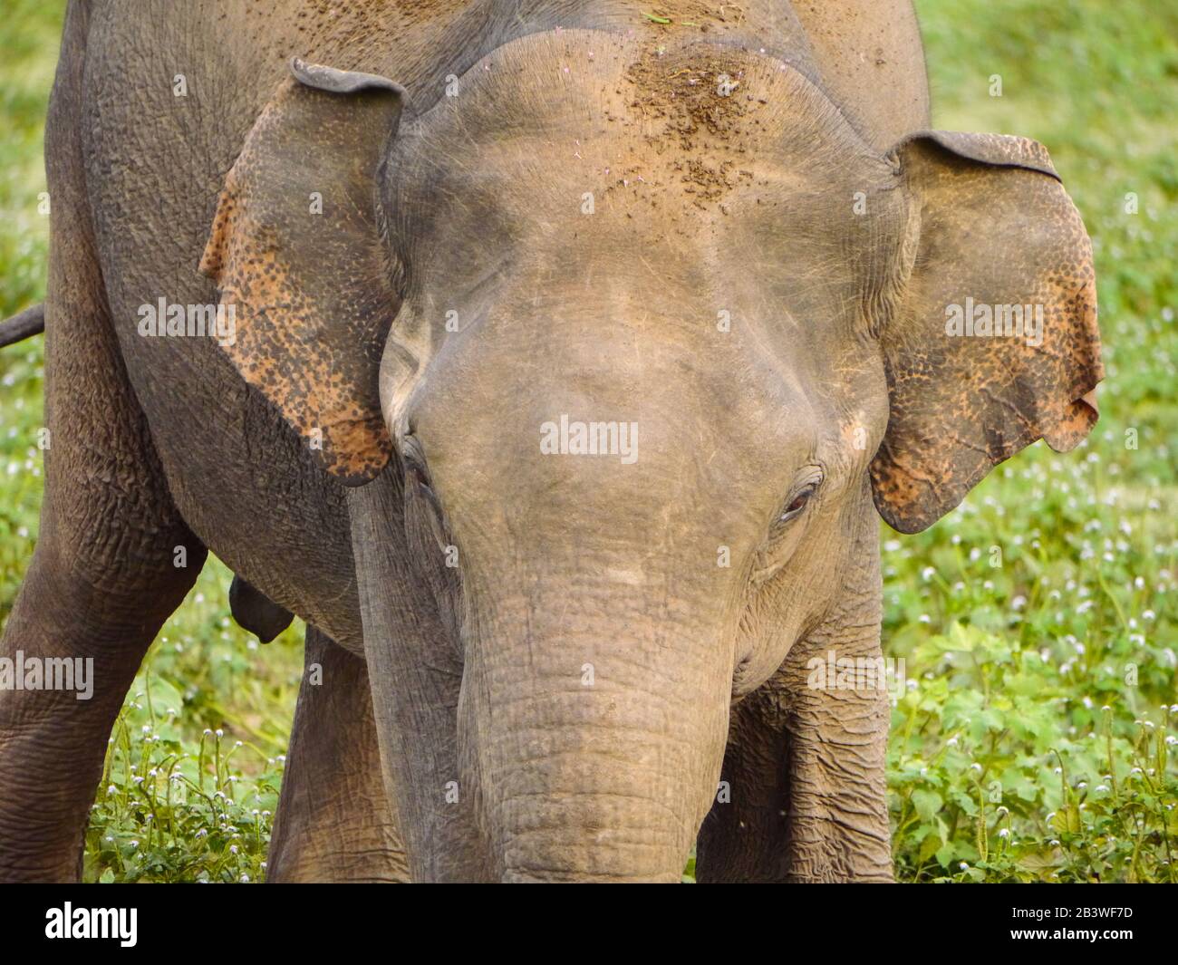 Primo livello di un elefante giovanile dello Sri Lanka (Elephas maximus maximus) che attraversa Udawalawe Nationalpark Foto Stock